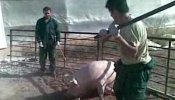 La juez dicta la pena máxima a dos maltratadores de cerdos de la granja El Escobar de Murcia