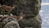 La Justicia frena la matanza de 2.700 cabras en la sierra de Guadarrama