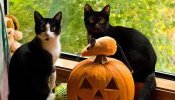 Cinco consejos para evitar un susto de tu mascota en Halloween