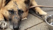 Condenada a un año de cárcel por abandonar y dejar morir a su perra