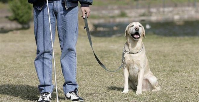 Más de 240.000 firmas piden al Gobierno que los animales dejen de ser "cosas"