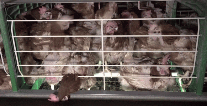 Una campaña pide a Carrefour España que deje de vender huevos de gallinas enjauladas