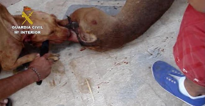 Investigan a cuatro personas por organizar peleas de perros en Málaga