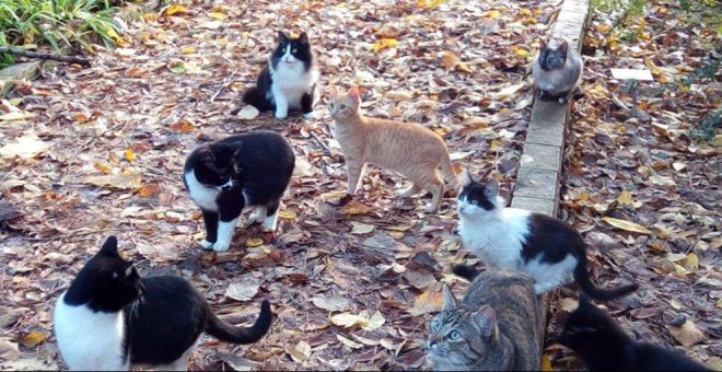 Piden 9 meses de cárcel para un acusado de matar a un gato