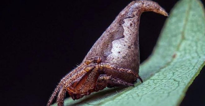 La araña sombrero de Harry Potter lidera el Top 10 de nuevas especies