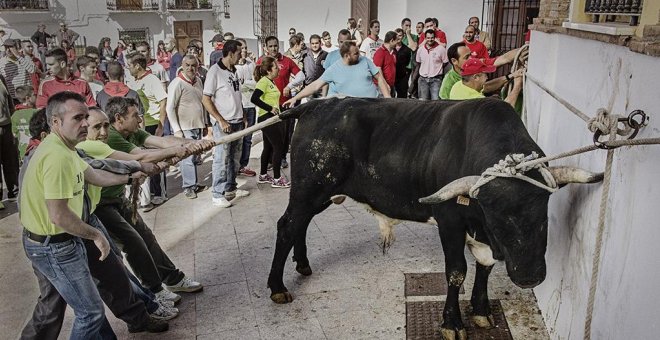 España sentencia las corridas, pero cada vez maltrata más toros en sus fiestas populares