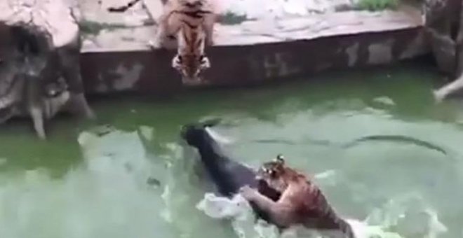 Los cuidadores de un zoo en China alimentan a dos tigres con un burro vivo