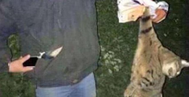 Torturan y matan a un zorro y al gato de un profesor mientras lo graban en Snapchat
