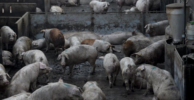 La industria porcina crea su propio sello de calidad, que no garantiza el bienestar animal