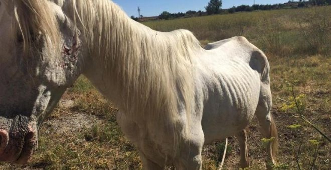 Cuatro meses de prisión por abandonar un caballo al sol y sin agua en Zamora