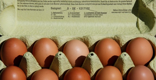 Holanda sacrificará a millones de gallinas por un caso de contaminación de huevos