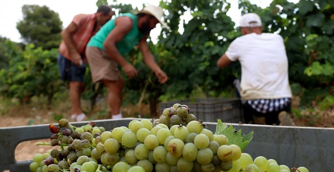 Diversos cellers arrenquen una verema que s'anticipa progressivament per l'impacte del canvi climàtic