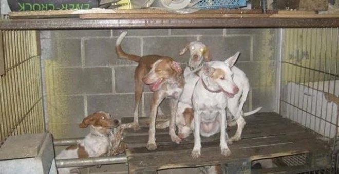 Rescatados una docena de perros hacinados en una nave de Madrid en malas condiciones higiénicas