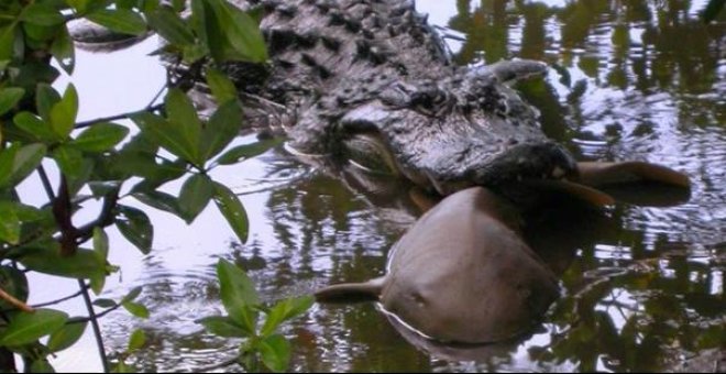 Caimanes y tiburones rivalizan en las costas de Florida