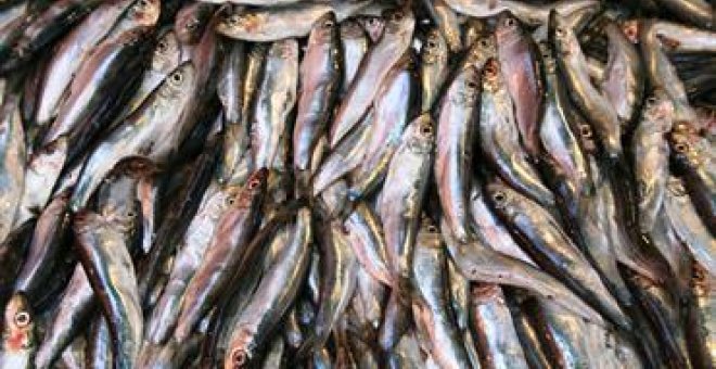 Los expertos aconsejan no pescar sardinas en todo 2018