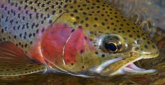 El Congreso aprueba la reforma que permite soltar especies invasoras para servir a la pesca deportiva y a la caza