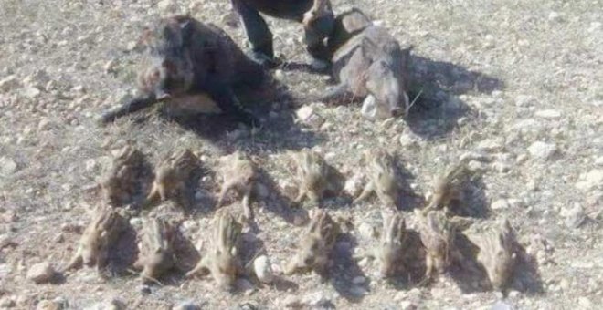 La Guardia Civil denuncia a cinco personas por cazar ilegalmente a una hembra de jabalí y sus crías en Murcia