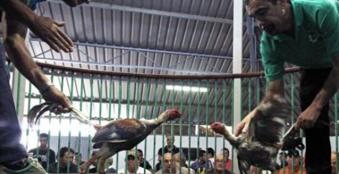 El Gobierno canario prohibirá las peleas de gallos y los circos con animales