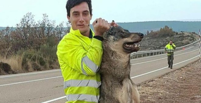 Atropella a un lobo ibérico y posa ufano con él mientras lo sostiene por las orejas