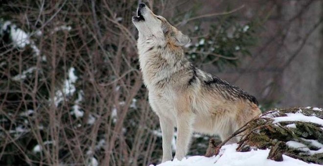 Más de 100.000 firmas contra la caza del lobo
