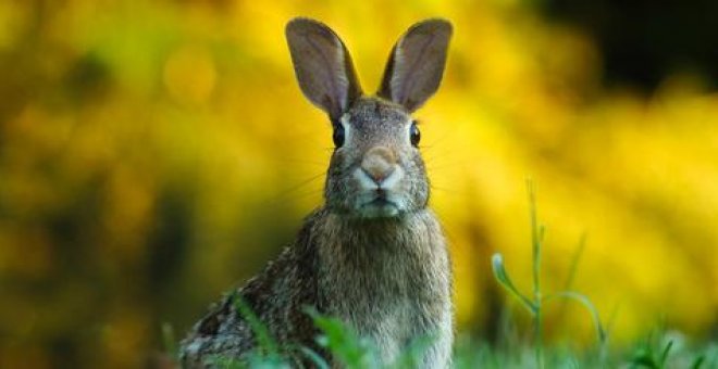 Aragón autoriza la caza sin licencia para atajar la plaga de conejos