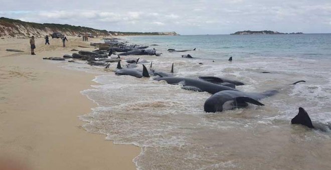 Mueren más de la mitad de las más de 150 ballenas varadas en una playa de Australia