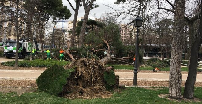 Muere un niño de 4 años en el Parque del Retiro al caerle un árbol encima