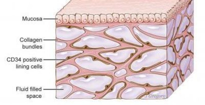 Descubren una característica hasta ahora desconocida de la anatomía humana