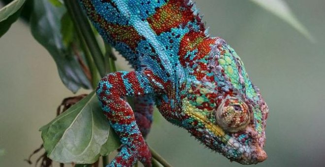 El camaleón inspira un nuevo material sintético que se endurece y cambia de color
