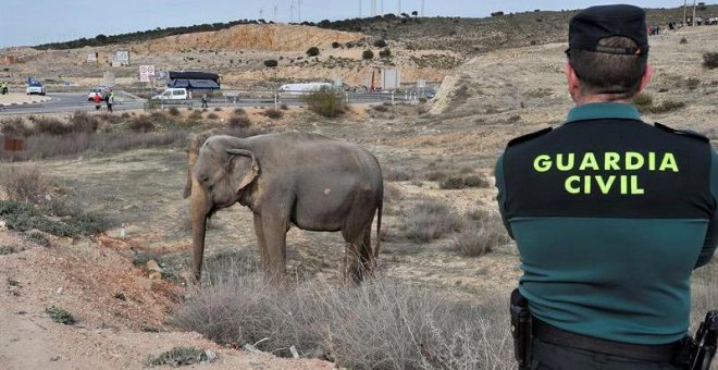Los elefantes accidentados pertenecen a un circo denunciado en Galicia