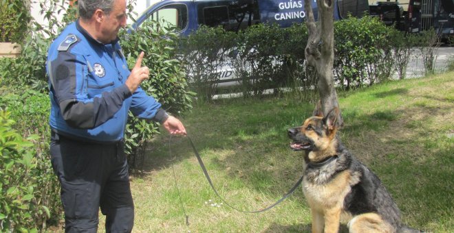 'Drake' y 'Black', los perros de la Policía Municipal madrileña expertos rescate y detección de explosivos