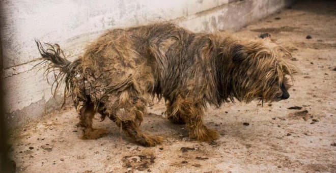 Tres Cantos multa a un criadero de perros sin licencia y denunciado por maltrato
