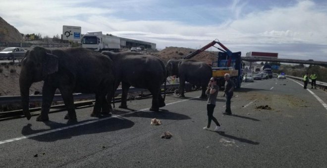 El circo de los elefantes accidentados demanda a Pacma por las acusaciones de maltrato animal