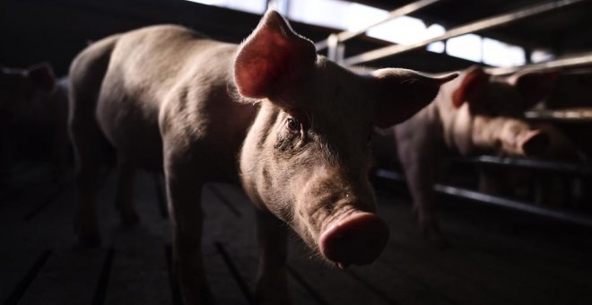 La ganadería industrial convierte a España en el establo de Europa