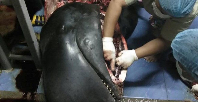 Muere una ballena en Tailandia después de tragarse 80 bolsas de plástico