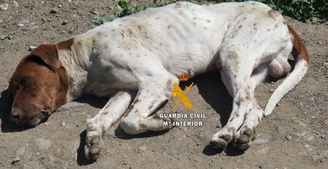 Cuatro investigados en Vélez-Málaga por abandonar a 40 perros