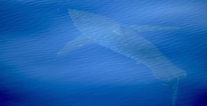 Un tiburón blanco de cinco metros, avistado en aguas baleares