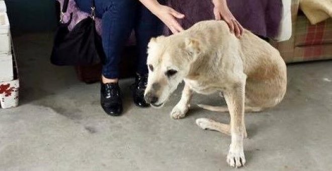 Muere en Galicia el perro Life, todo un símbolo de lucha contra el maltrato animal