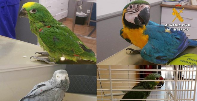 Cuatro detenidos por robar 21 aves exóticas, algunas de ellas en peligro de extinción