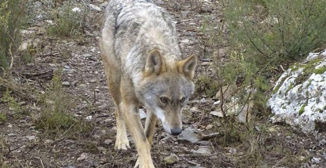 La Comunidad de Madrid deberá indemnizar a un ganadero por ataques de un lobo a su rebaño