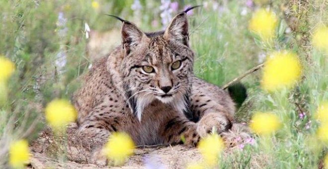 Muere atropellado otro lince en Andalucía