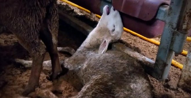 El Gobierno de Australia retira la licencia a su mayor exportador de ovejas tras conocer sus crueles condiciones de transporte
