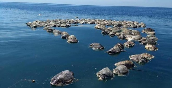 300 tortugas en peligro de extinción mueren al quedar atrapadas en redes de atuneros