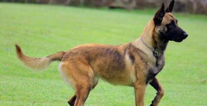 Un perro pastor belga mata a un niño de 18 días en una finca del sur de Tenerife