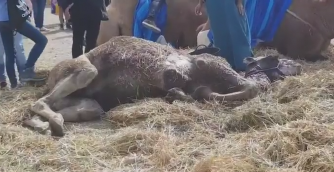 Un camello cae desplomado en el vigésimo Mercado Cervantino de Alcalá de Henares