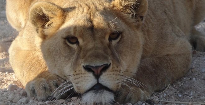 La leona que escapó de una vida en el circo para regresar a África