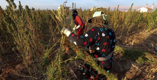 Canadá es el primer país industrializado que legaliza el uso recreativo de la marihuana