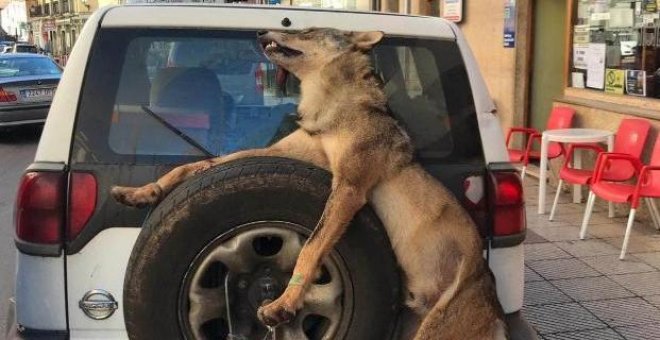 Guardas del Principado exhiben a un lobo muerto en la rueda trasera de su vehículo