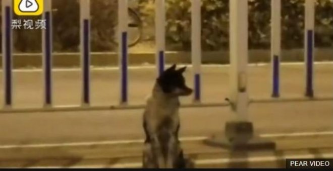 Un perro espera durante más de 80 días a su dueña en la carretera en la que falleció
