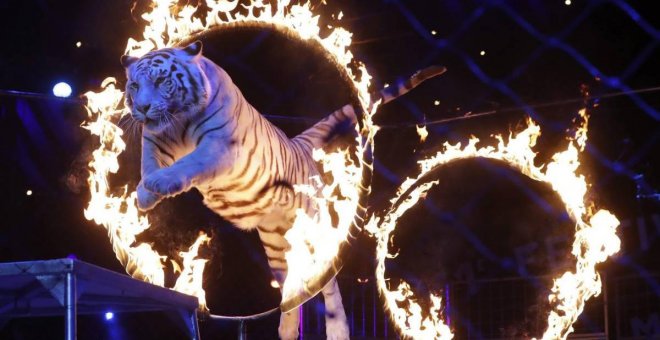 Adiós a los circos con animales en Madrid: se prohíben a partir de abril